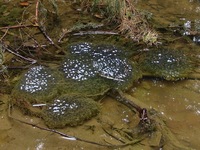 Rana temporaria - European Common Frog