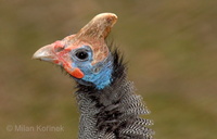 Numida meleagris - Helmeted Guineafowl