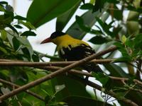 Oriolus chinensis - Black-naped Oriole