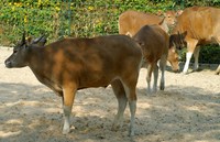 Bos javanicus - Banteng