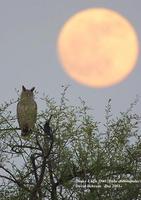 Image of: Bubo coromandus (dusky eagle-owl)