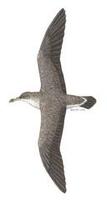 Image of: Calonectris diomedea (Cory's shearwater)