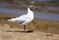 Image of: Larus brunnicephalus (brown-headed gull)