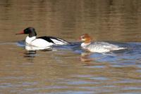 Image of: Mergus merganser (goosander;common merganser)