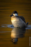 Image of: Oxyura jamaicensis (ruddy duck)