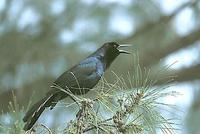 Image of: Quiscalus major (boat-tailed grackle)