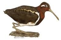 Image of: Rostratula benghalensis (greater painted-snipe)