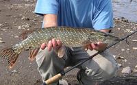 Esox lucius - American Pike