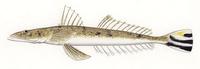 Image of: Platycephalus indicus (bartail flathead)