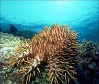Image of: Acanthaster planci (crown-of-thorns starfish)