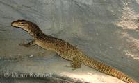 Varanus timorensis - Timor monitor