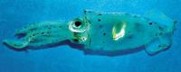 Gonatus