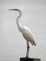 Great Egret - Casmerodius albus