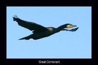 Great Cormorant