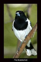 Pied Butcherbird