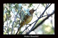 Western Bowerbird