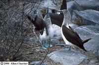 Blue-footed Booby - Sula nebouxii