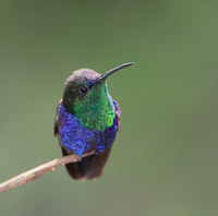 Crowned Woodnymph (Thalurania colombica) photo