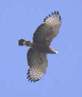 Banded Snake-Eagle - Circaetus cinerascens