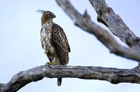 Changeable Hawk-Eagle - Spizaetus cirrhatus