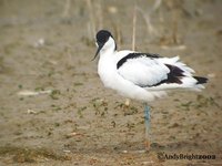 Pied Avocet - Recurvirostra avosetta