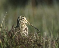 South American (Magellan) Snipe (Gallinago paraguaiae) photo