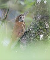 Montane Woodcreeper (Lepidocolaptes lacrymiger) photo