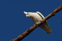 Western Corella - Cacatua pastinator