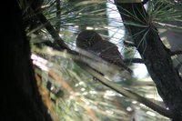 Ferruginous Pygmy-Owl - Glaucidium brasilianum