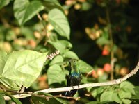 Green-throated Carib - Eulampis holosericeus