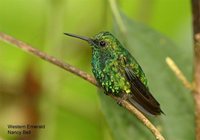 Blue-tailed Emerald - Chlorostilbon mellisugus