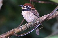 Chestnut-capped Puffbird - Bucco macrodactylus