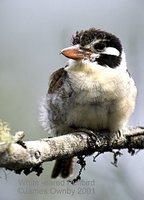 White-eared Puffbird - Nystalus chacuru