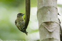 Bar-breasted Piculet - Picumnus aurifrons