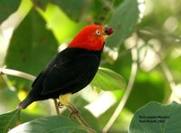 Red-capped Manakin - Pipra mentalis