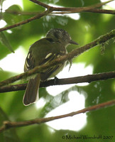 Slaty-capped Flycatcher - Leptopogon superciliaris