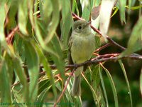 Pacific-slope Flycatcher - Empidonax difficilis