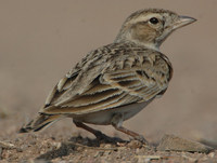 Bimaculated Lark - Melanocorypha bimaculata