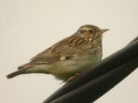 Wood Lark - Lullula arborea