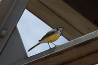 Madagascar Wagtail - Motacilla flaviventris