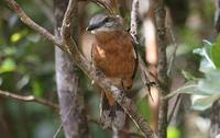 Mauritius Cuckoo-shrike - Coracina typica