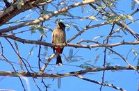 Red-vented Bulbul - Pycnonotus cafer