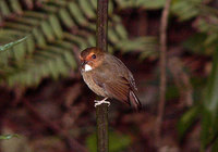 Rufous-browed Flycatcher - Ficedula solitaris