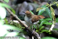 White-chested Babbler - Trichastoma rostratum