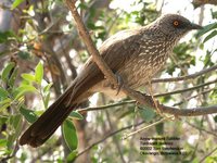 Arrow-marked Babbler - Turdoides jardineii