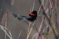 Red-backed Fairywren - Malurus melanocephalus