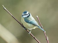 Eurasian Blue Tit - Cyanistes caeruleus