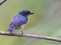 Crimson-breasted Flowerpecker - Prionochilus percussus