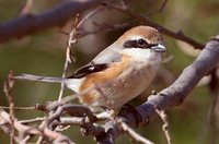 Bull-headed Shrike - Lanius bucephalus