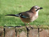 Eurasian Jay - Garrulus glandarius